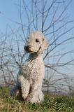 BEDLINGTON TERRIER 115